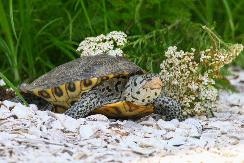 Diamondback Terrapins Up Close
