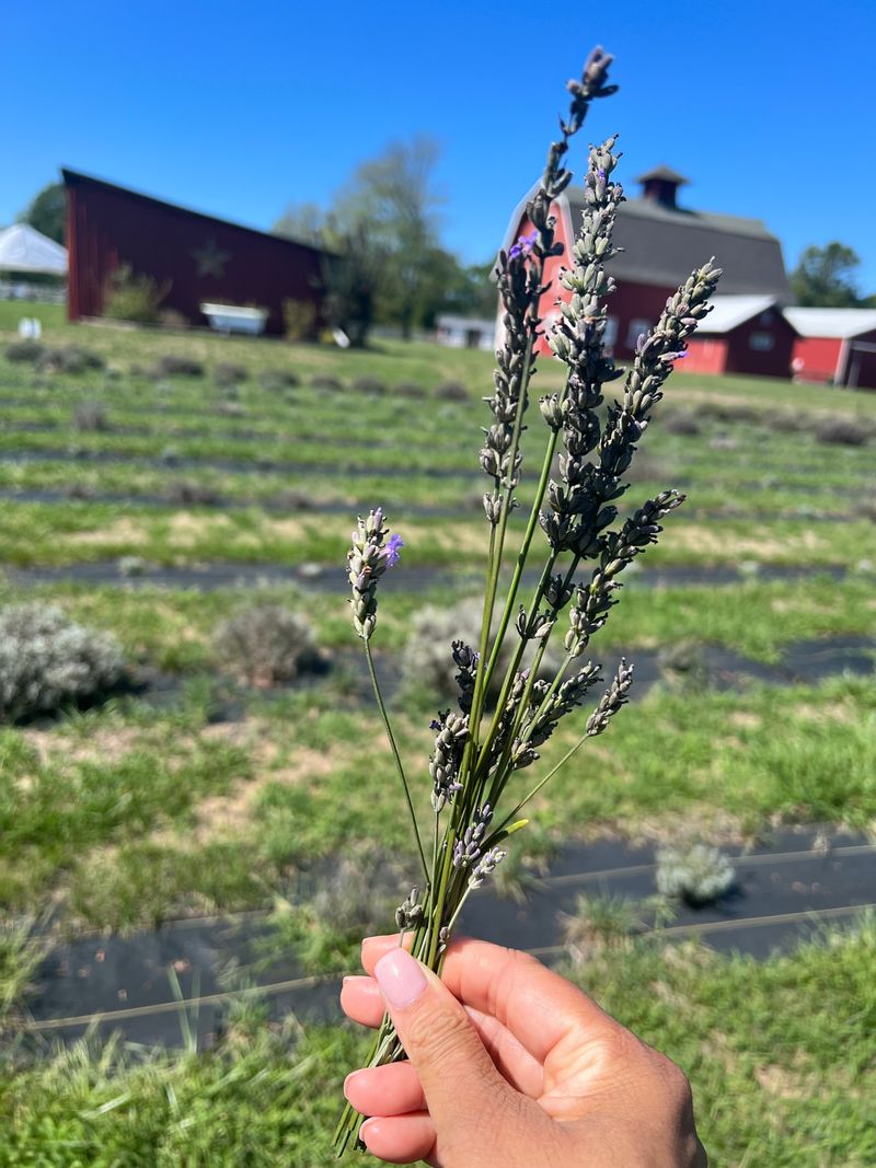 Wrapping Up With Lavender Calm
