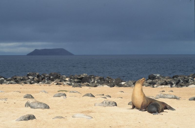 Galápagos Islands, Ecuador: Where the animals run the meeting