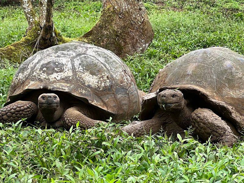Galápagos National Park — Ecuador