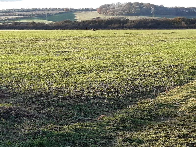 The Confiscated Drum: A Spark With Consequences