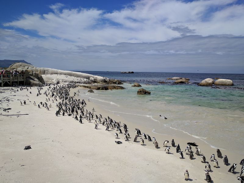 Boulders Beach, South Africa