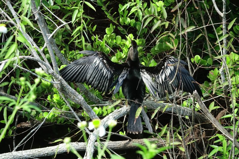 Birders’ Shortcut Pull-off