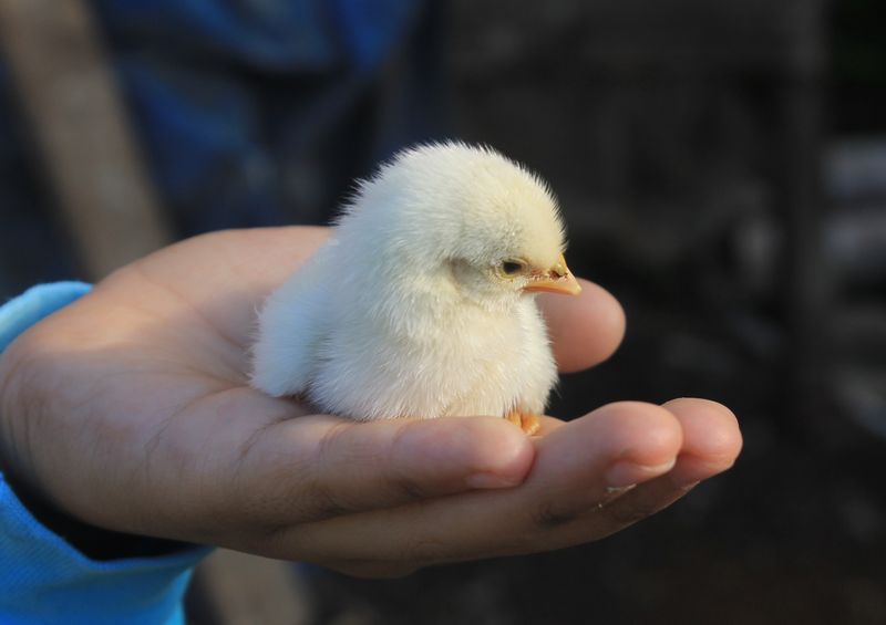 Touching a Baby Bird Won't Make Parents Abandon It