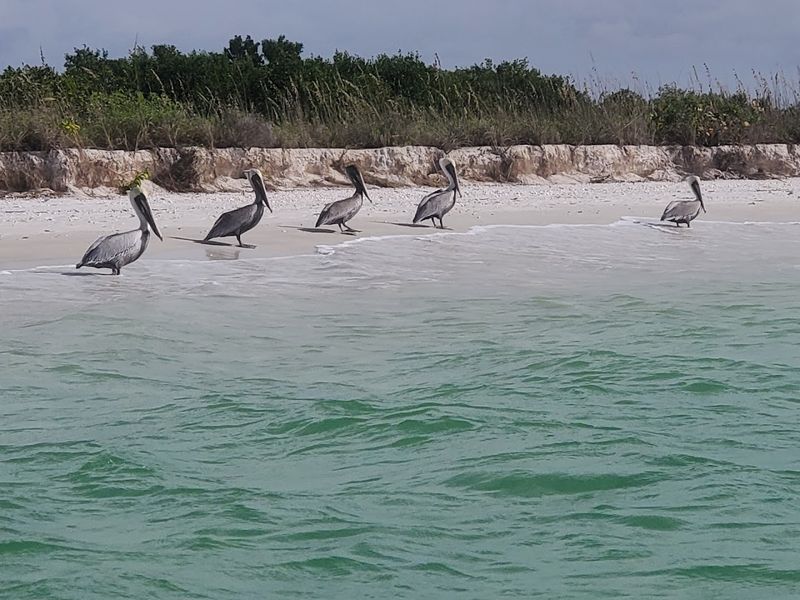 Bird Watching on a Barrier Island