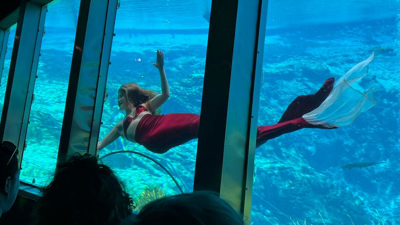 Weeki Wachee Springs Mermaid Shows (Weeki Wachee)