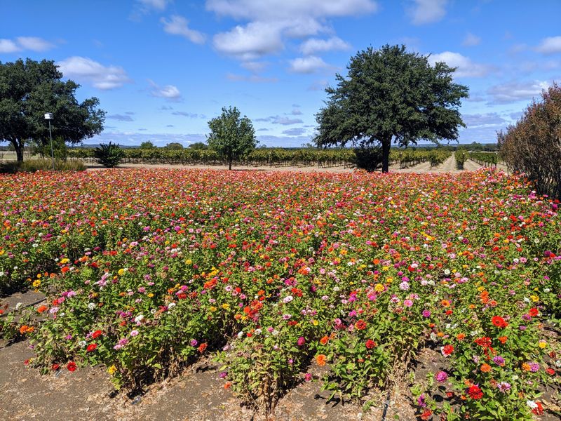 Do a 'Wildflowers + Wine' Day at Wildseed Farms