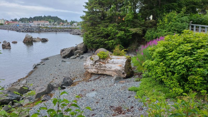 Sea Otter and Wildlife Viewing