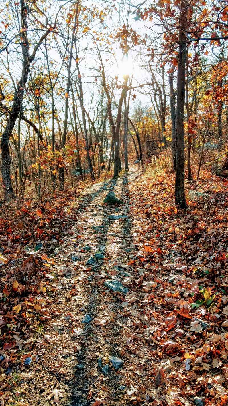 Leaf-Peeping Jackpot