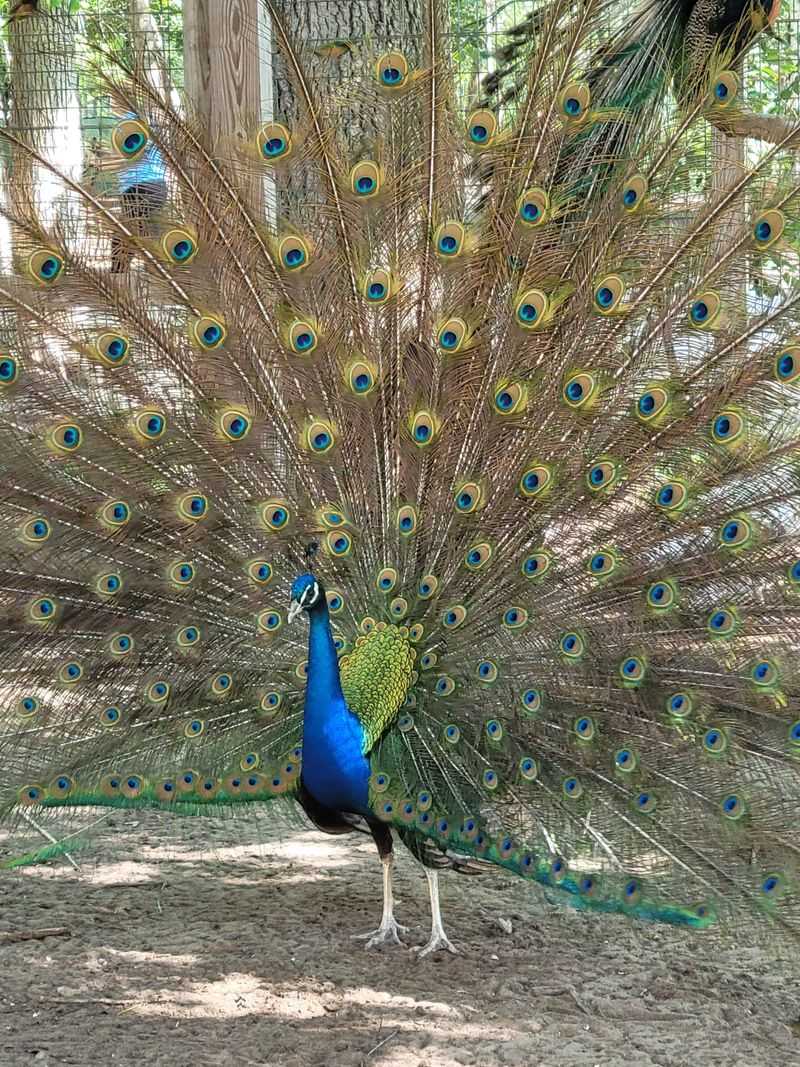 Bird Alley: Macaws to Peacocks