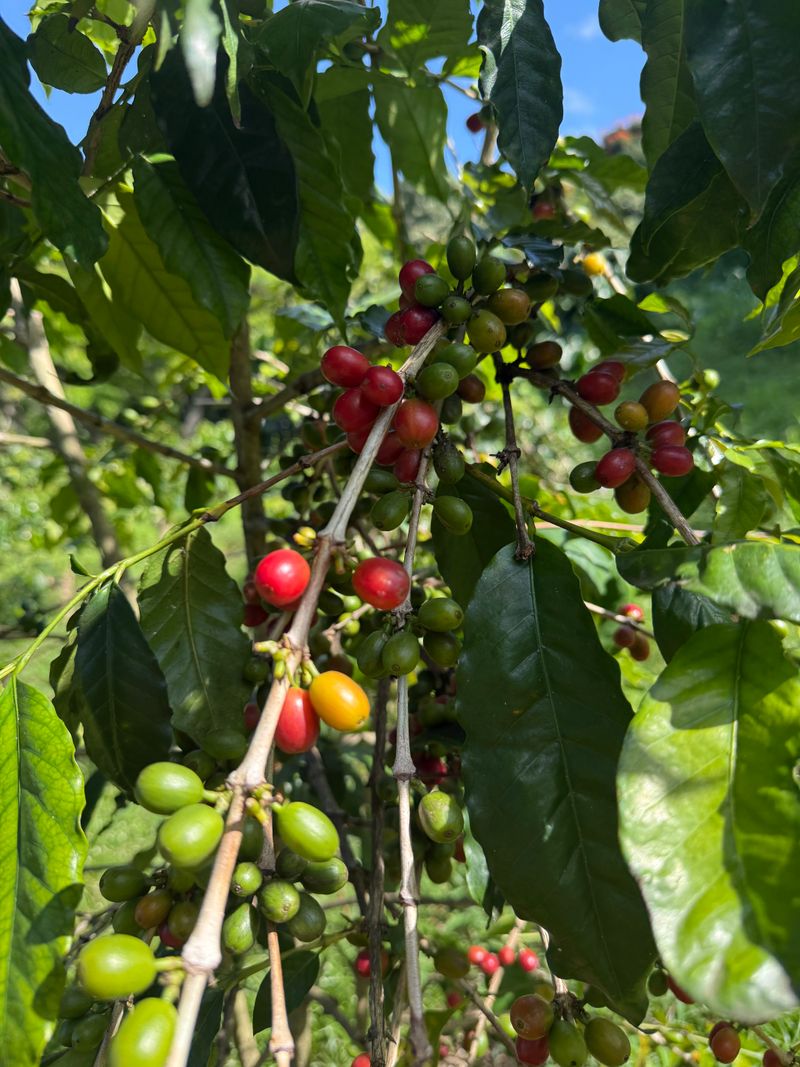 Go coffee tasting in Kona (but pick a farm-style experience)