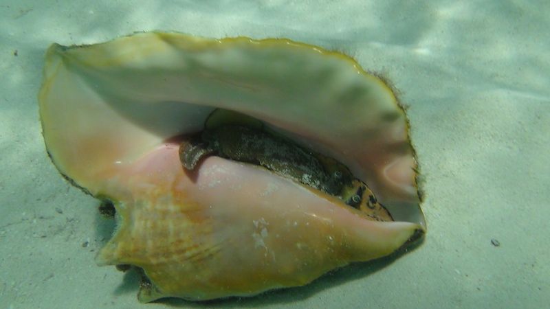 Queen Conch (in Florida waters)