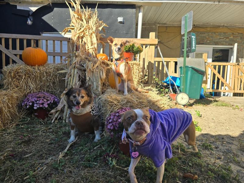 A Dog-Friendly Space That Welcomes Every Breed