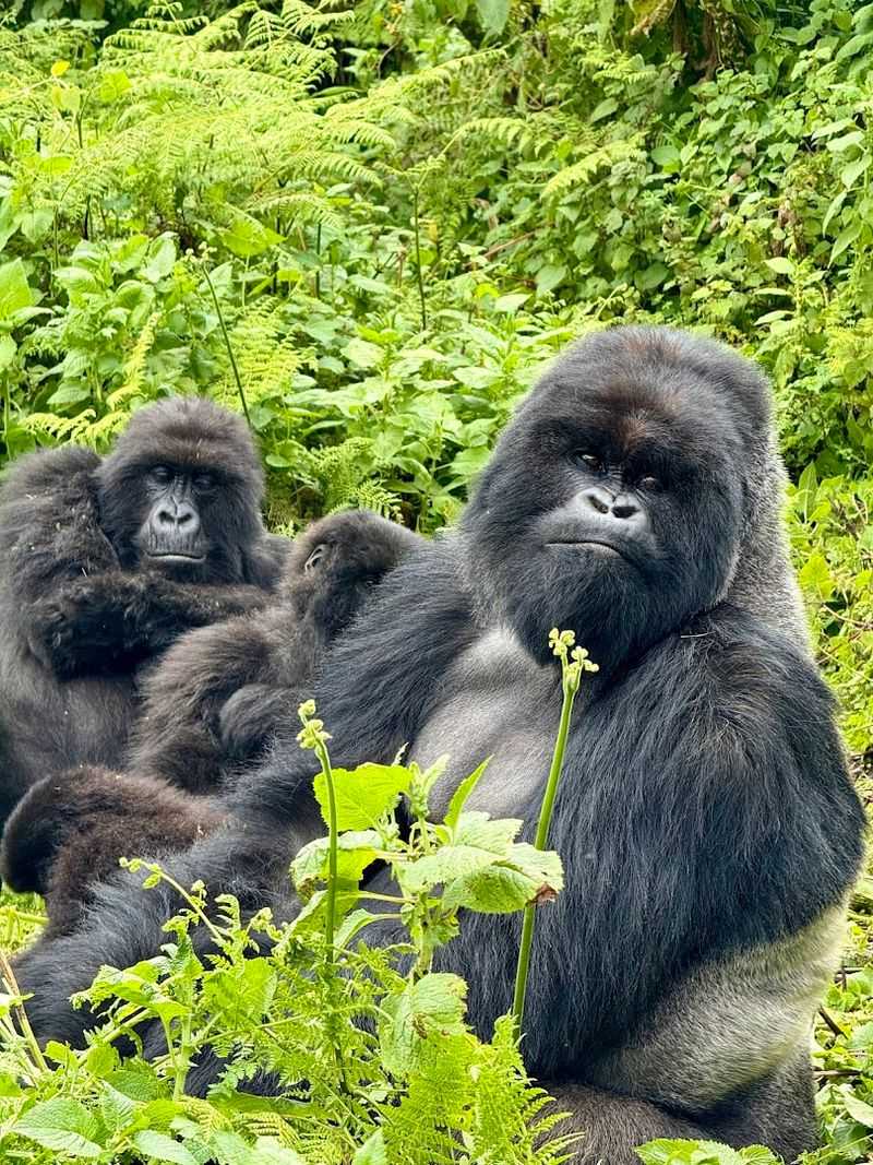Rwanda - Mountain Gorillas Up Close in Volcanoes Park