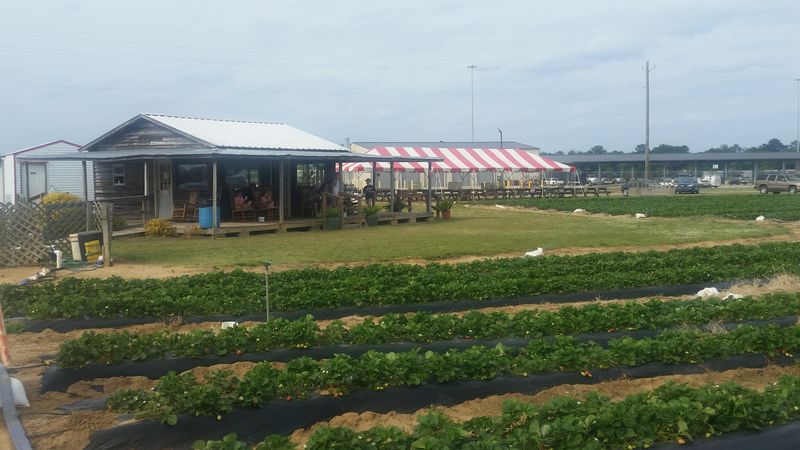 Taylor Orchards, Reynolds Farm Market