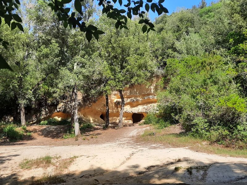 Bibbona — Underrated Gem with Historic Groves