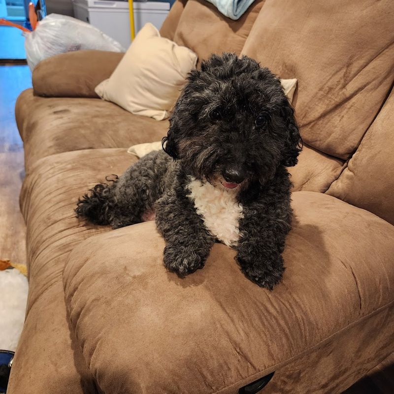 Smokey the Dog: The Star of the Show