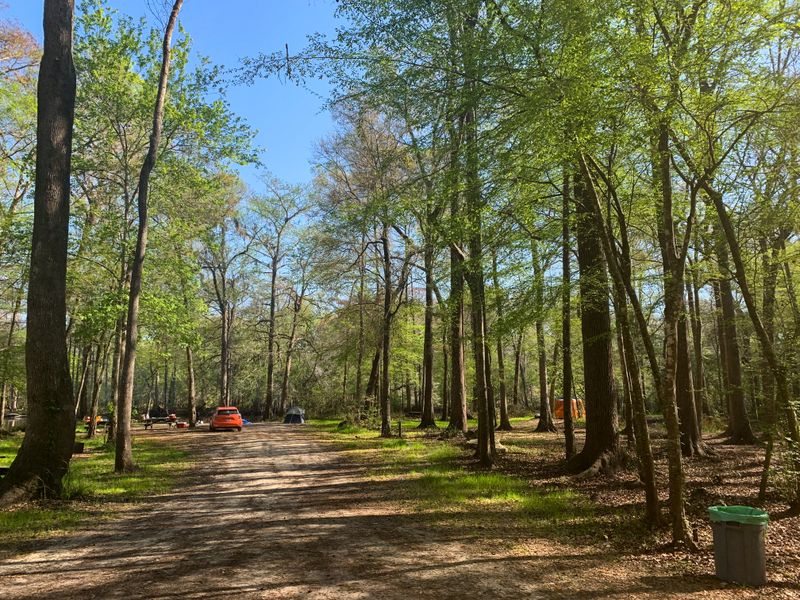 Camping Under Oak And Pine