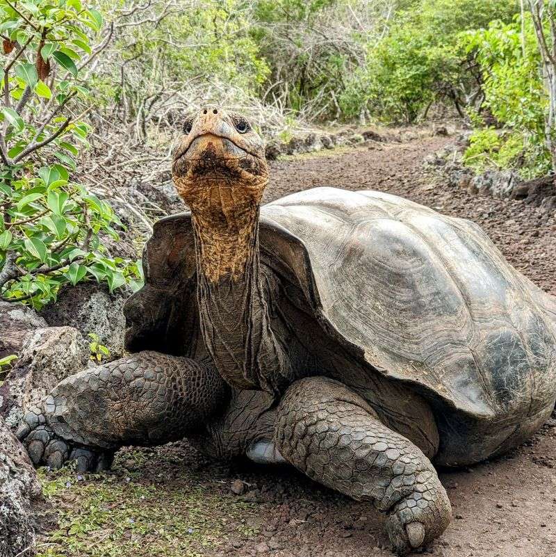 Ecuador - The Galapagos, Where Wildlife Has Zero Fear of You