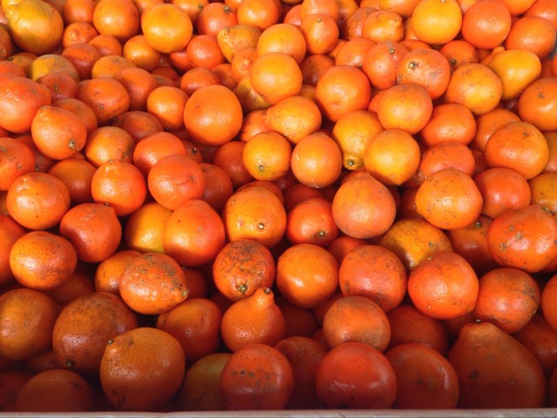 Florida Produces Most of America's Oranges