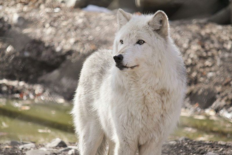 Lakota Wolf Preserve, Columbia/Knowlton Township - Face-to-Face with a Howl