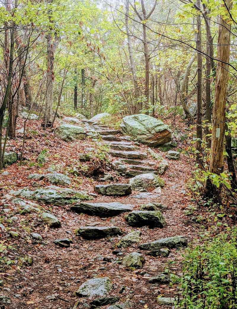The Forest Itself: Old Trees and Mountain Terrain