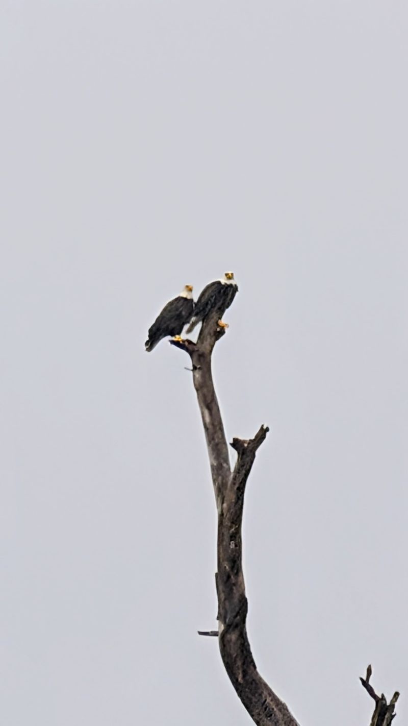 Bald Eagles and Osprey Watch