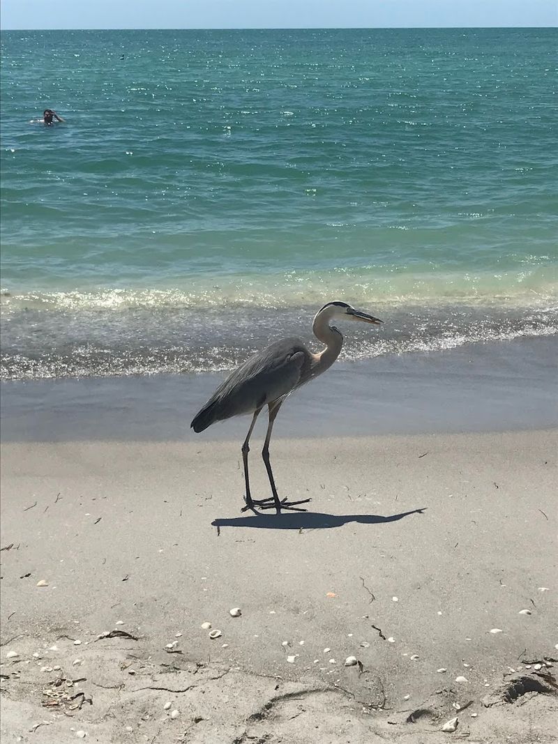 Wildlife Encounters That Catch You Off Guard