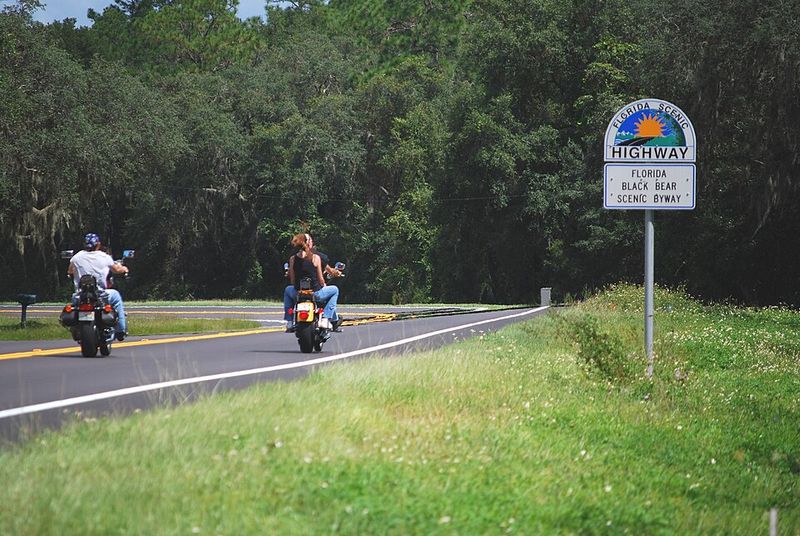 The Florida Black Bear Scenic Byway (Ocala National Forest)