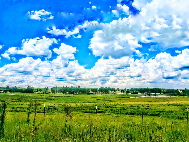 Pineapple Festival - Ashburn, Georgia