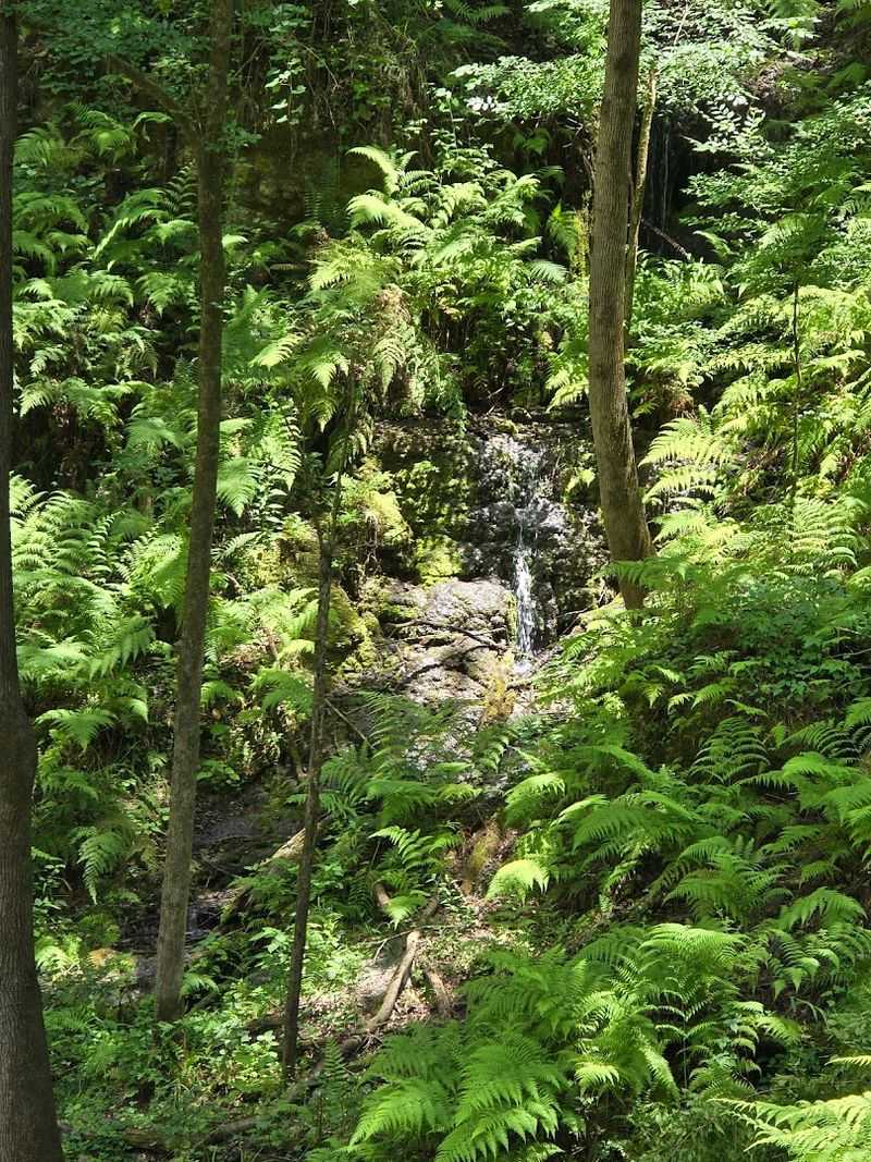 The Mini Rainforest Growing at the Bottom