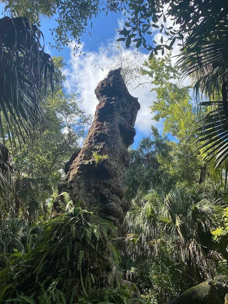 Old-Growth Trees That Demand Your Attention