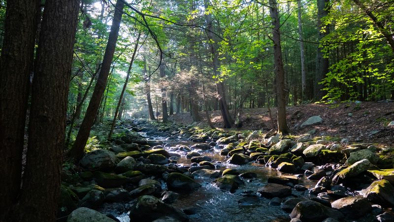 Stepping-Stone Crossings Worth Slowing Down For