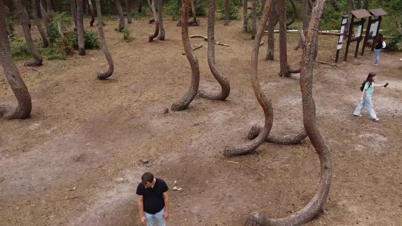 The bend starts close to the ground