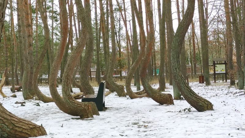 The 'snow did it' theory is plausible but not proven