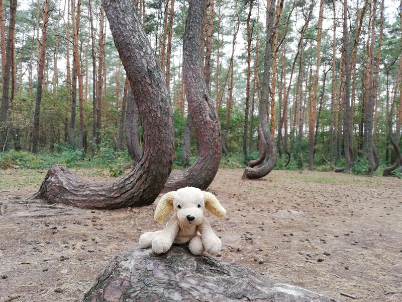 The most 'practical' theory: the trees were shaped on purpose for curved timber