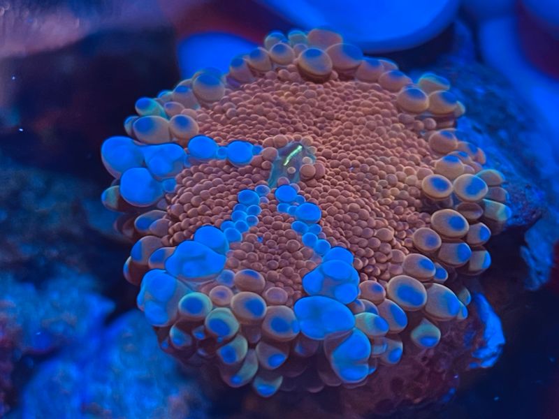 Remote Coral Reefs of the Pacific — Untamed Underwater Worlds