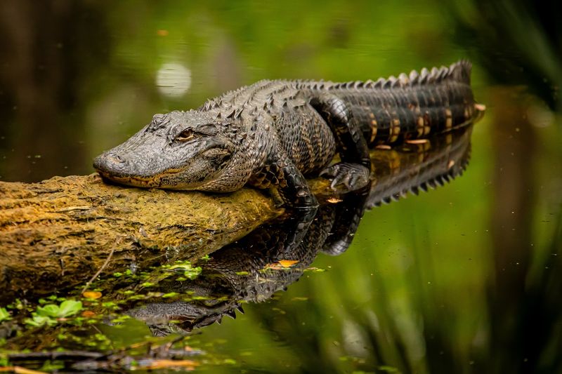 Wildlife You Can Actually See in the Cold Months