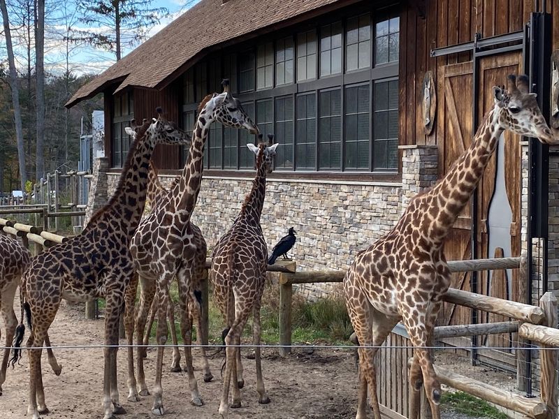 Giraffe Feeding: The Experience Everyone Remembers