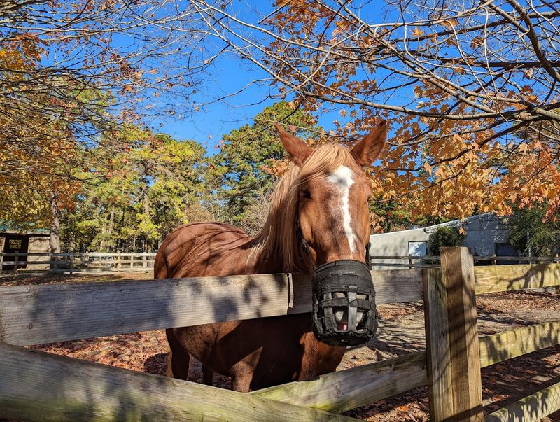 Every Animal Has a Story