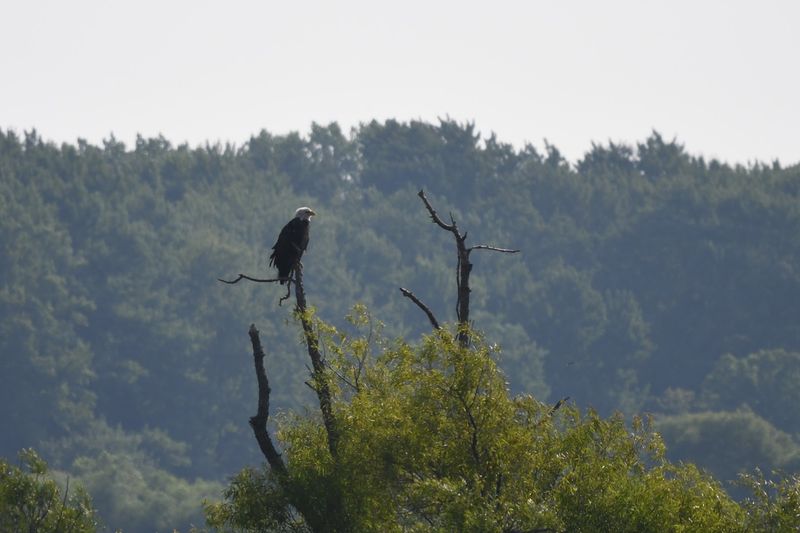 Bald Eagles and the Birdwatching Scene That Will Blow Your Mind