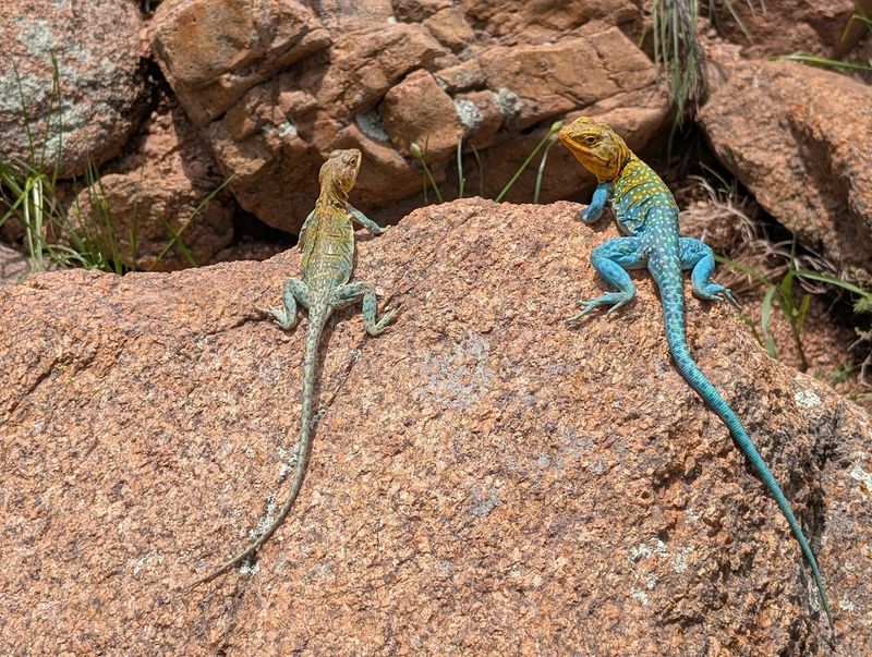 Wildlife Beyond the Bison