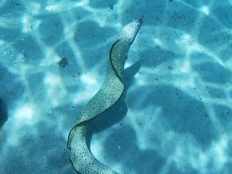 Night Snorkeling and Its Unique Appeal