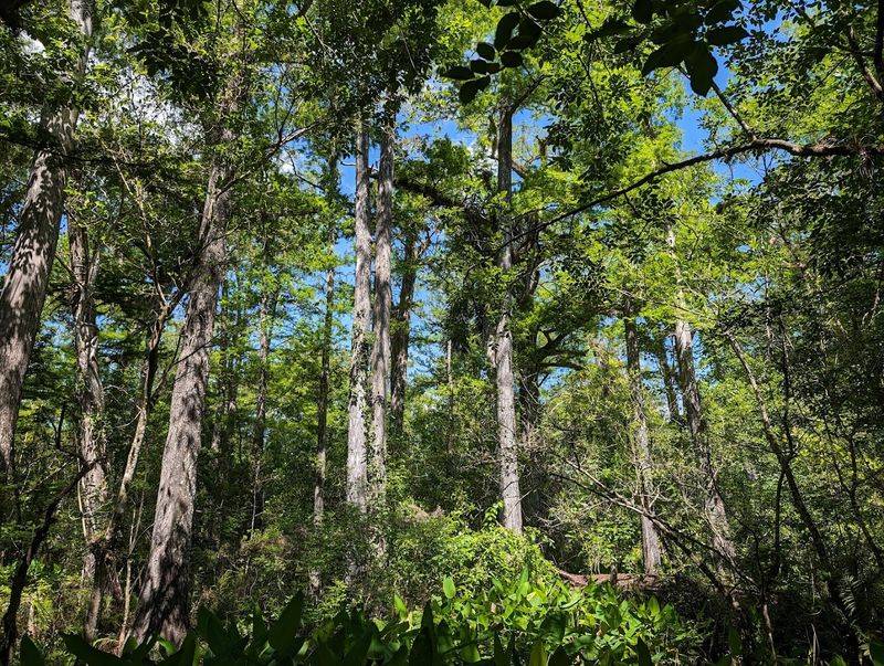 Ancient Cypress Trees That Touch the Sky