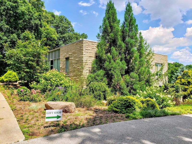 Rare Conifers That Stop You Mid-Stride