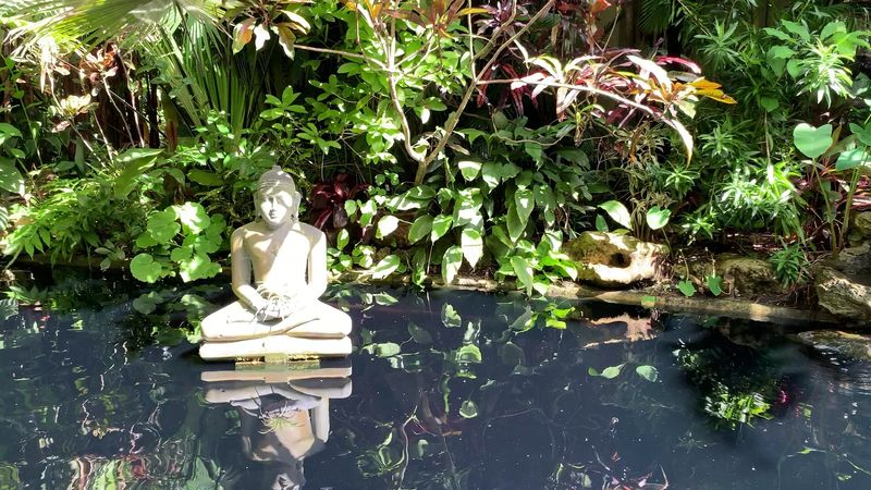 The Lily Pond And Its Quiet Charm