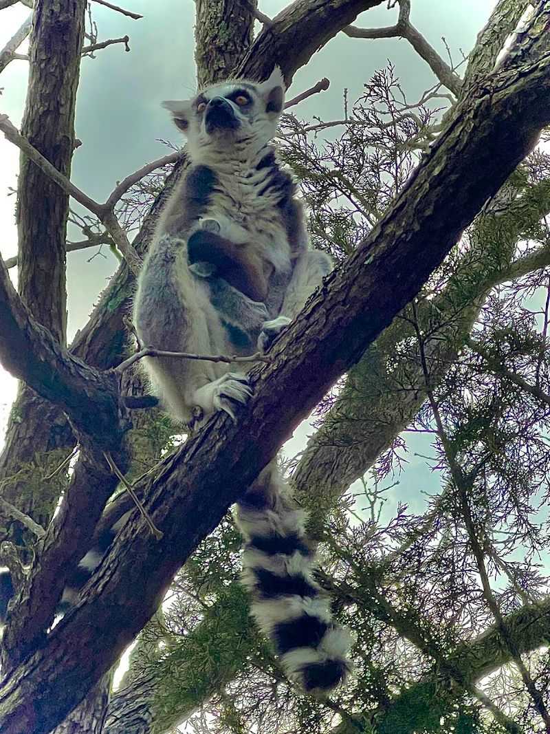 The Lemurs That Steal Every Guest's Heart