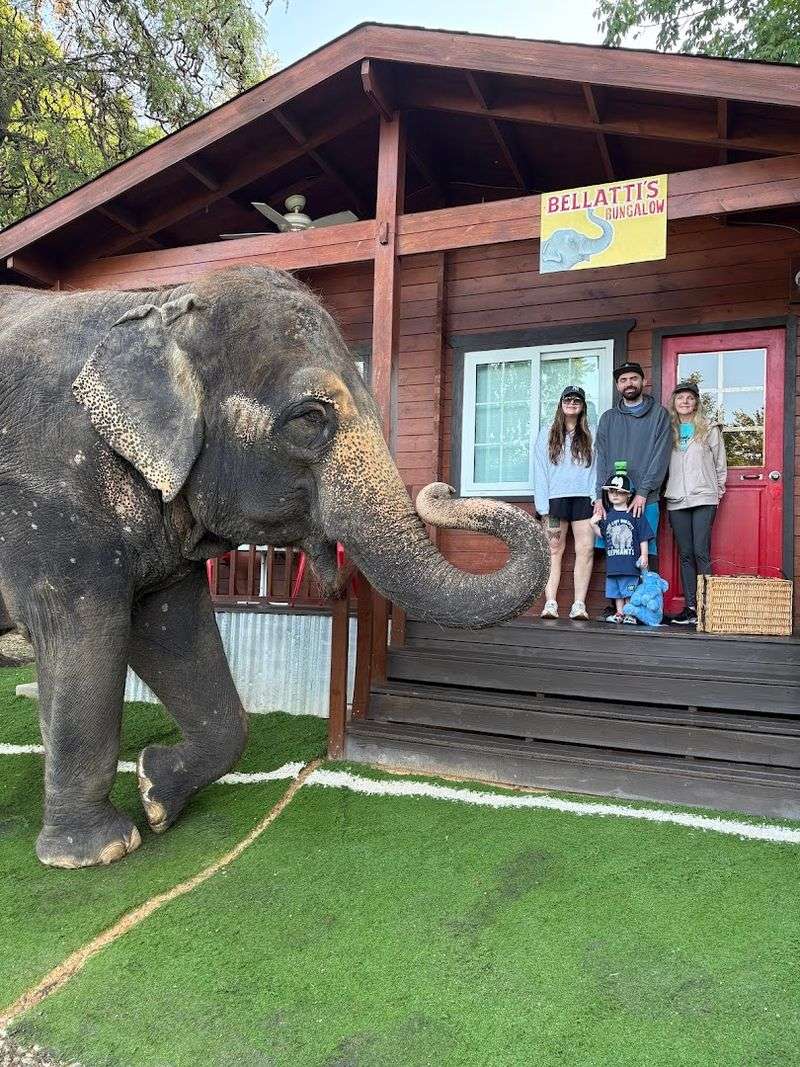 Breakfast Delivered by an Elephant: The Moment You Will Never Stop Talking About