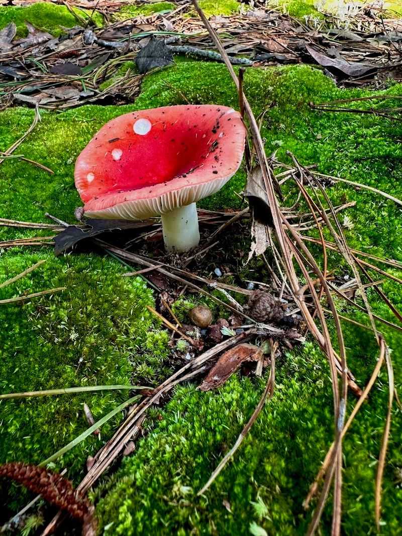 Mushrooms, Moss, and the Fungi Side of the Forest