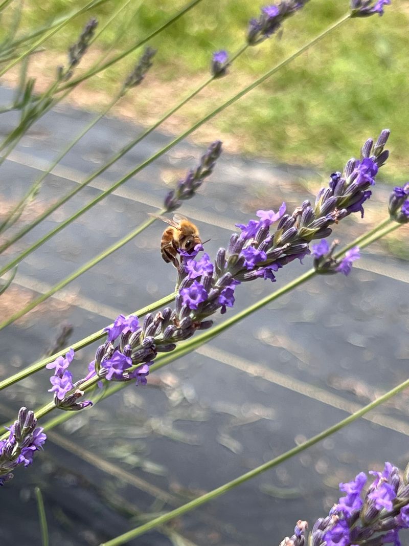 U-Pick Lavender Experience